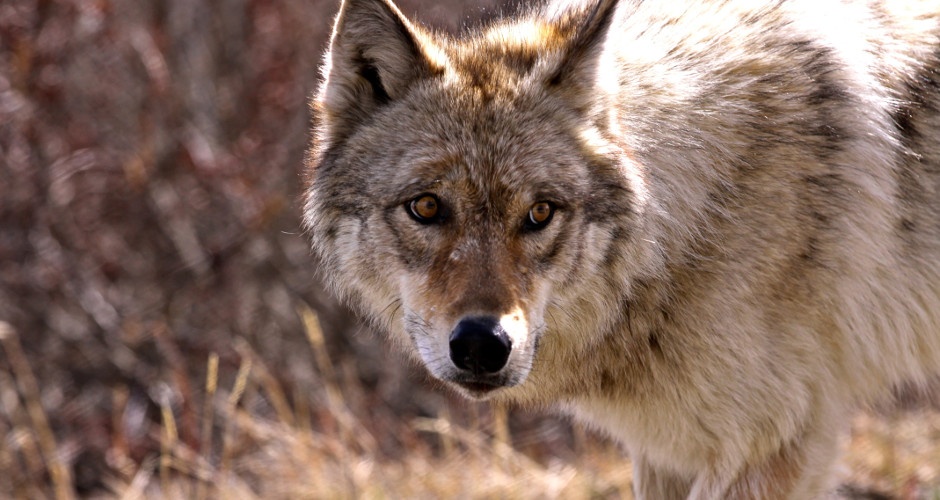 Idaho draft wolf plan has predator's fans, foes howling