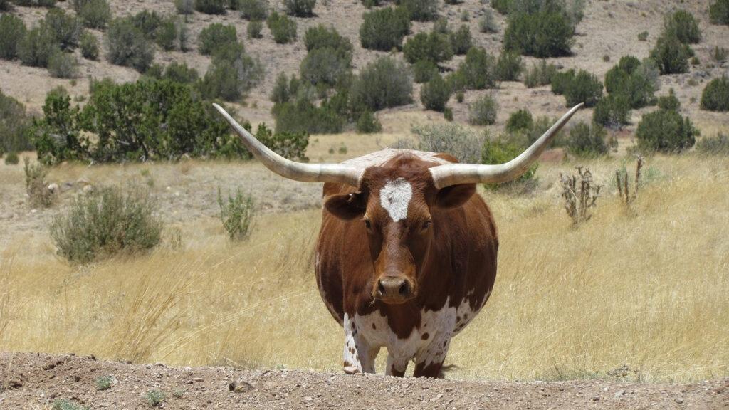 Is The BLM Violating Grazing Laws? Part 1 Gem State Patriot News