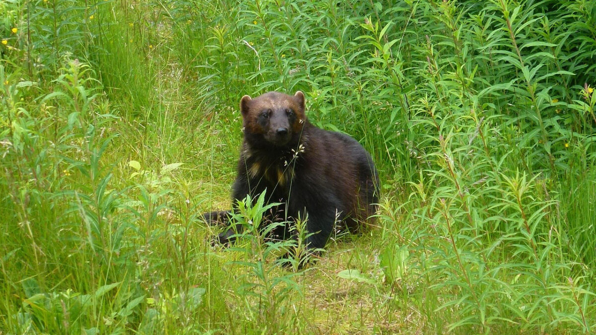 The Wolverines and the Vanishing Student Athlete