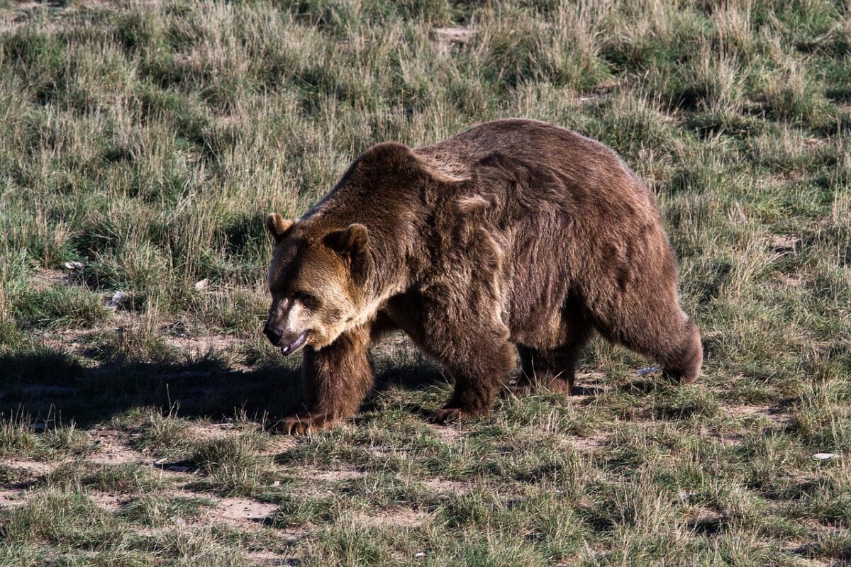 Labrador Letter: Grizzly Bears and Who Manages Idaho